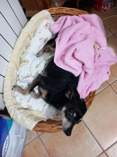 Pacient TrioHelp Vet