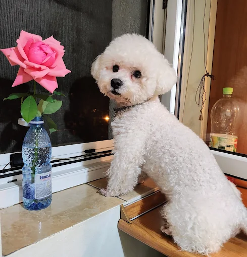 Pacient TrioHelp Vet