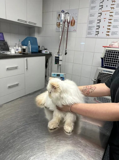 Pacient TrioHelp Vet